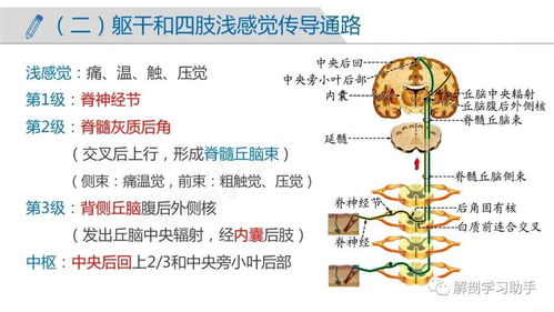 新烟碱类杀虫剂的作用机制