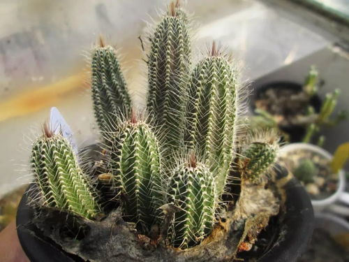 黄金72小时 试试堪吧