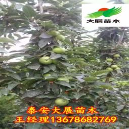 2023年苹果树苗价格预测：涨？跌？