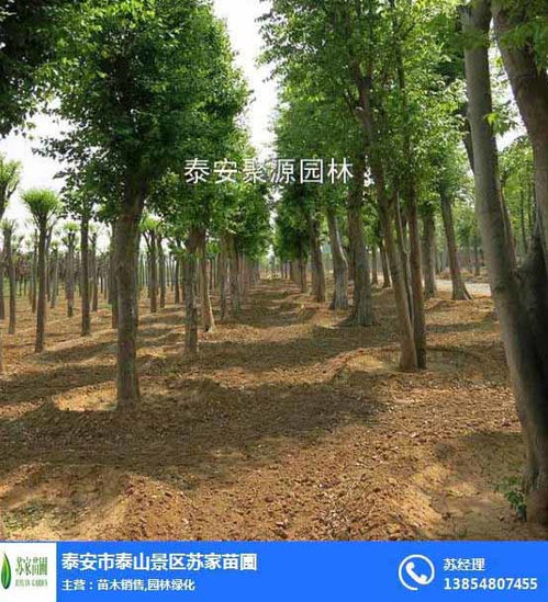 五角枫在冬季严寒中生存能力有限，需采取保护措施