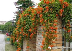 红花百里香， 加拿大院子的常见植物