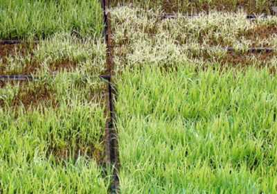 综合防治与生态保护