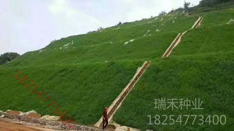 选择合适的草坪种子， 享受绿色生活