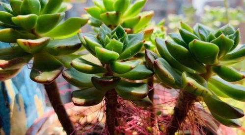 鹤望兰根茎折断怎么办？如何挽救这株美丽的植物