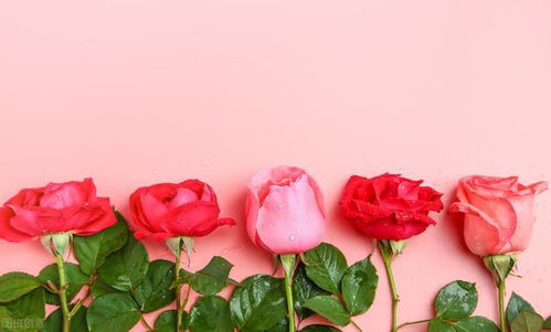 阳光与通风，花儿也需要呼吸