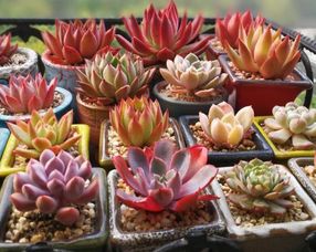 换土大作战：多肉植物土壤板结后的换土攻略