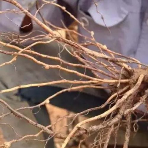 树根腐化农药揭秘：成分与土壤影响全解析