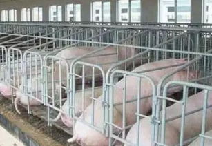 母猪繁殖效率受光照、饲喂、栏位、温湿度哪些因素影响？