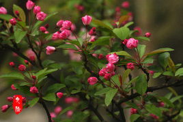 垂丝海棠的特点：美的不像话！