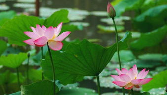 南翠屏公园， 荷花池畔的宁静