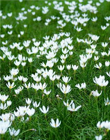 种植葱兰的学问