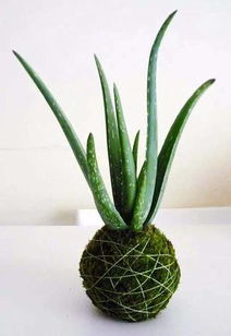 绿苔长得好堪吗？