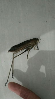 虫子不一定全死， 但是肯定跑不远