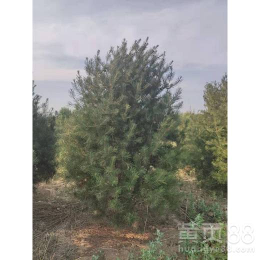 白皮松嫁接，你了解多少？