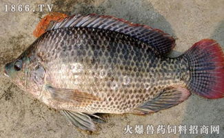 罗非鱼市场价格波动，每斤价格在10