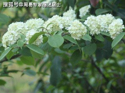 石楠花真的有神奇功效吗？它背后的奥秘是什么