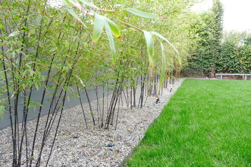 竹子的文化意义