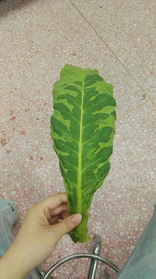 竹子生病，气候也背锅