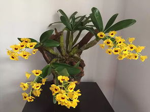 蟹爪兰风水效应：好运之选，家中养出好兆头！