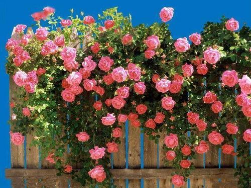 蔷薇花的芽芽破土而出啦！