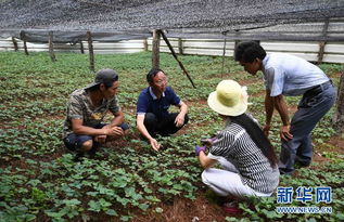 第一章：雪松是个啥？