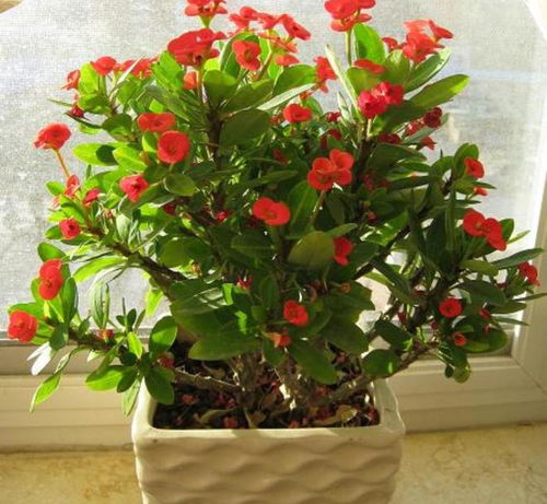 花麒麟花如何养殖？适合哪些土壤和光照