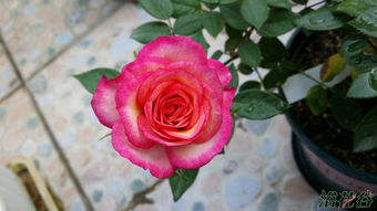 塔玛拉柯德娜月季， 初见惊艳，种植心得分享