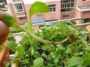 3. 樱桃萝卜：可爱的小萝卜