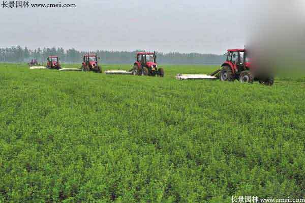 哪种草成活率高？市政绿化师有话说