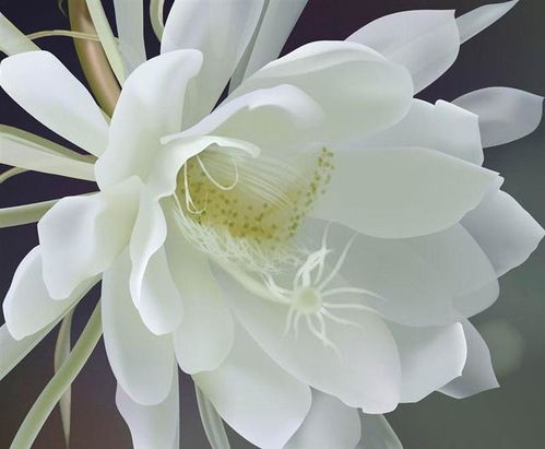 昙花绽放的瞬间，如何巧妙运用其寓意与象征风水