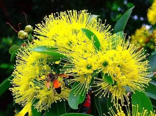 龙牙花巧除叶蝉，天然防治两不误