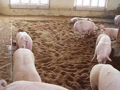 生态猪，源自无公害发酵床养殖技术