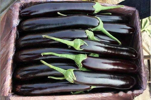 茄子打农药后的平安食用时间揭秘