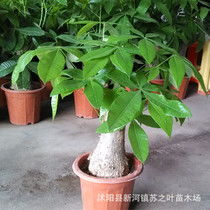 大富贵树价格之谜