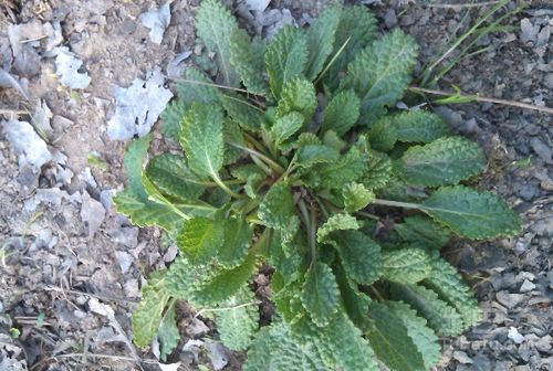 为什么不种点嫩吃的？