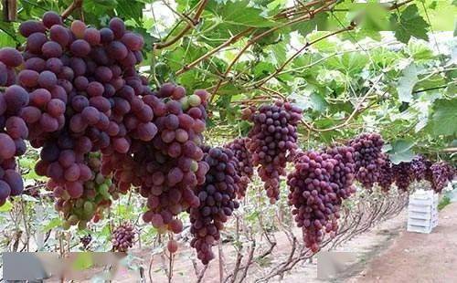 国光葡萄变色现象并不代表果实质量