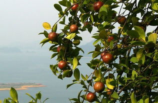 东兰县茶油果价格一览，一斤多少钱？