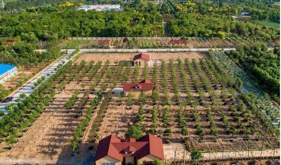 那些奇特的苗木， 让我想起了小时候