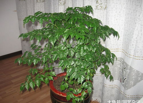 幸福树的氧气之夜