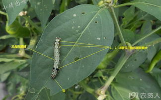 防治虫子，还得从源头抓起