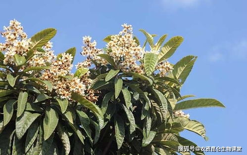 枇杷树施什么肥料才能使其果实更甜