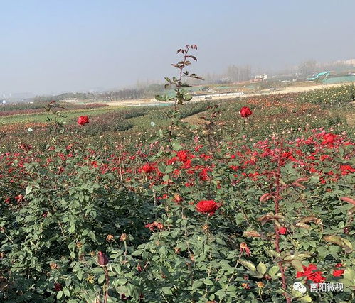 月季花会盛大开幕