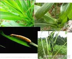 苹果钻心虫防治方法有哪些？有没有什么有效的防治措施可以彻底解决苹果心虫问题