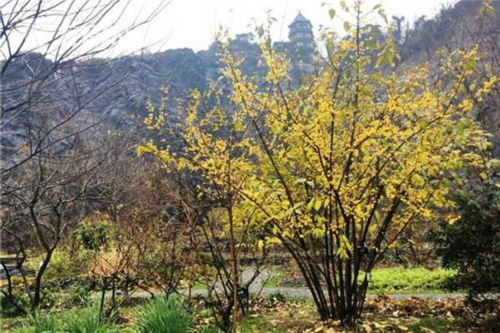 庭院种植， 黄金组合