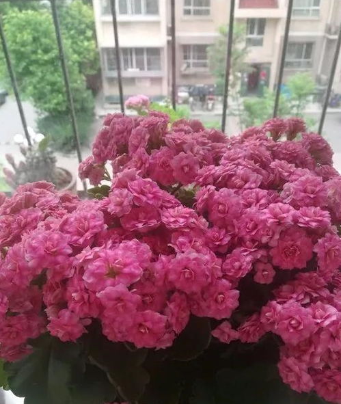 花菱草：艳丽的花朵