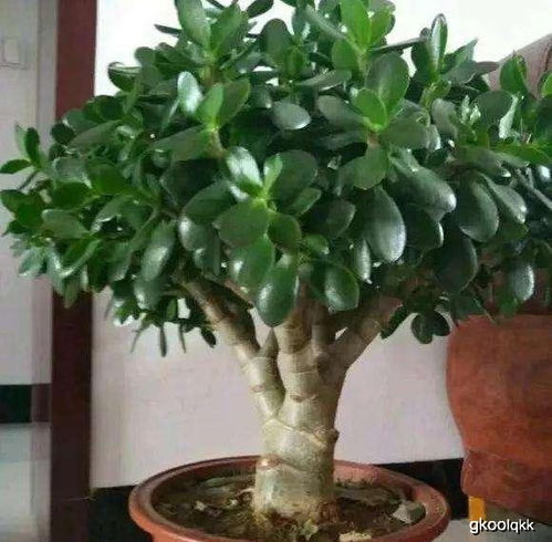 玉树新家， 水份补充大作战