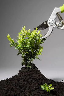 2. 枝条适当留长， 避免冬季或春寒抽条