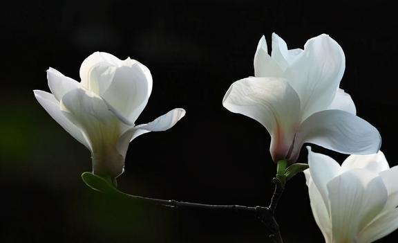 种子形状的观察