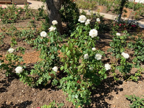 珍妮莫罗月季的花色介绍