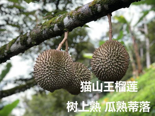 猫山王榴莲种植时间